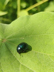 Leptinotarsa haldemani