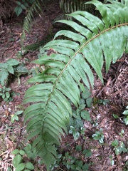 Polystichum munitum