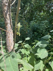 Stagmomantis carolina