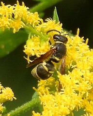 Euodynerus foraminatus