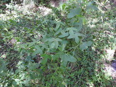 Passiflora suberosa