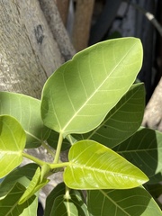 Ficus petiolaris palmeri