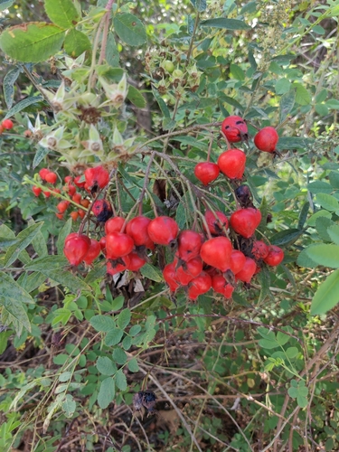 iNaturalist observation photo of California Wild Rose