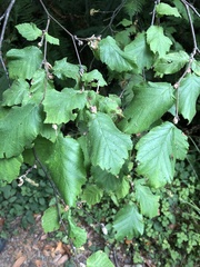 Corylus cornuta
