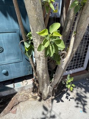 Ficus petiolaris palmeri
