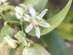 Asparagus asparagoides