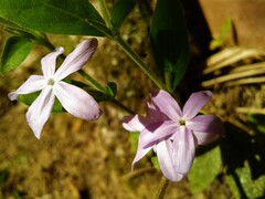 Pseuderanthemum heterophyllum