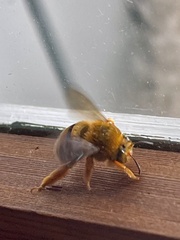 Amegilla bombiformis