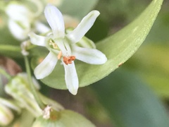 Asparagus asparagoides