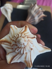 Sinistrofulgur pulleyi