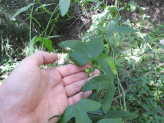 Passiflora suberosa