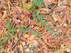 Symphoricarpos mollis