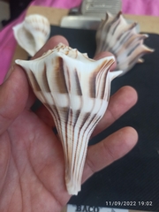 Sinistrofulgur pulleyi