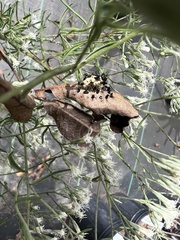 Eulophus