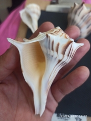 Sinistrofulgur pulleyi