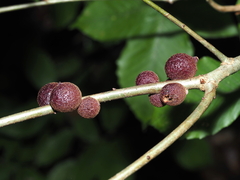 Disholcaspis globosa