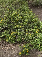 Senna pendula