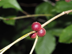 Disholcaspis globosa