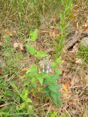 Stachys bullata