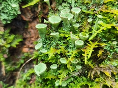 Cladonia chlorophaea