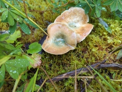 Lactarius aurantiosordidus