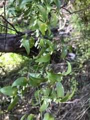 Asparagus asparagoides