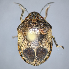 Homaemus proteus
