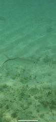 Caranx ruber