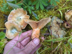 Lactarius aurantiosordidus