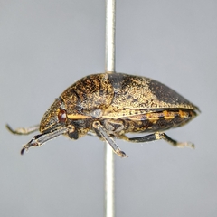 Homaemus proteus