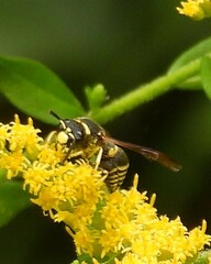 Euodynerus foraminatus