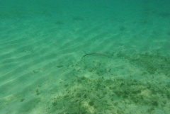 Caranx ruber