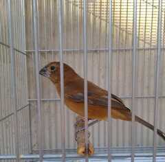 Sporophila minuta
