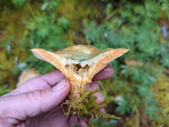 Lactarius aurantiosordidus
