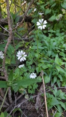 Stellaria chilensis