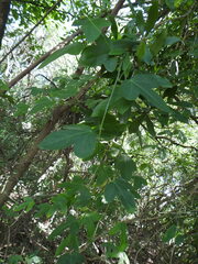 Passiflora suberosa