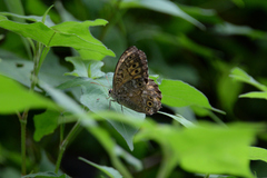 Neope goschkevitschii