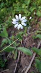 Stellaria chilensis