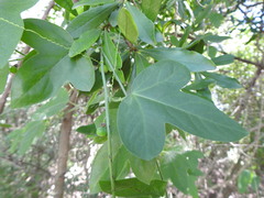 Passiflora suberosa