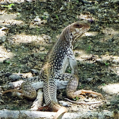 Dipsosaurus dorsalis