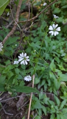 Stellaria chilensis