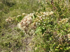 Baccharis punctulata
