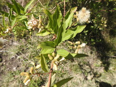 Baccharis punctulata