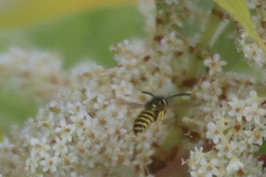 Vespula maculifrons