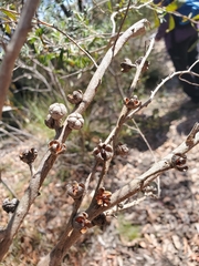 Leptospermum polygalifolium