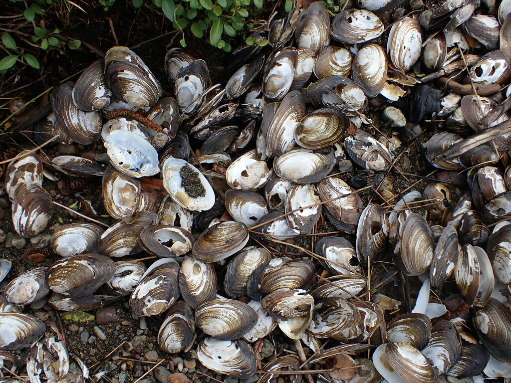 New Zealand freshwater mussel from Western Lake, New Zealand on ...