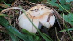 Russula compacta