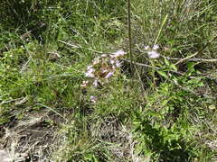 Chromolaena hirsuta