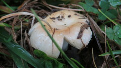 Russula compacta