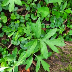 Hydrophyllum virginianum